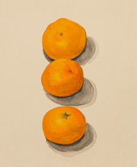 手描き　３つの愛媛のみかん　水彩画