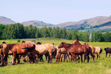 Herd of horses is grazing