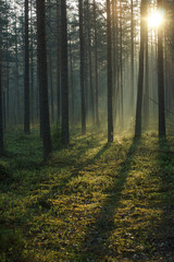 Morning in the forest in Karelia - the region of Russia, pine forest at dawn