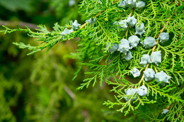 thuja branches with young cones shot close-up on a bright sunny day