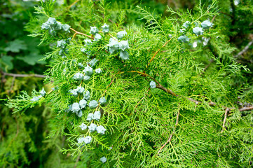 thuja branches with young cones shot close-up on a bright sunny day
