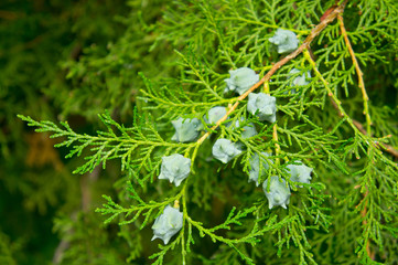thuja branches with young cones shot close-up on a bright sunny day