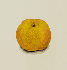 手描き　和梨の水彩画