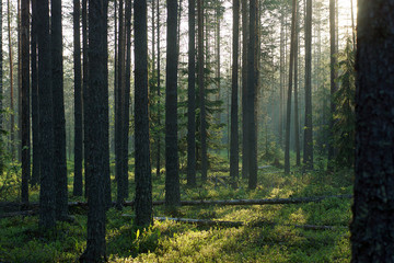Fototapeta na wymiar Smooth shadows from straight pine trunks in the morning forest in summer