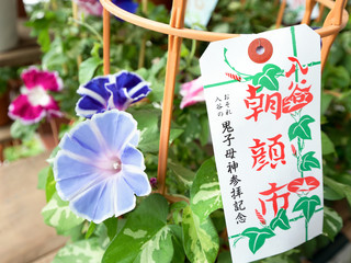 東京都　入谷朝顔まつり