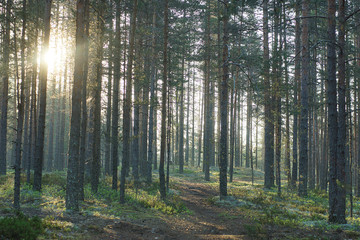 Morning summer forest at dawn, the path goes into the distance