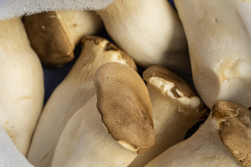 King oyster mushroom Pleurotus eryngii on bag,Pleurotus Eryngii (King Oyster Mushroom).