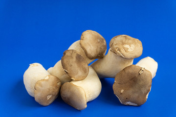 King oyster mushroom Pleurotus eryngii on blue background,Pleurotus Eryngii (King Oyster Mushroom) isolated on blue.