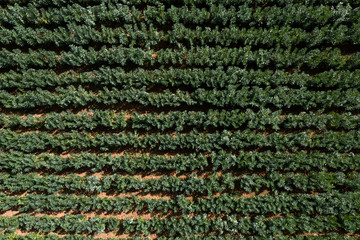 Fototapeta premium Potato field in the highlands of Peru