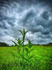 green grass and cloudy sky