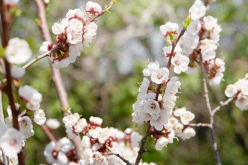 A flowering branch of pear on the background of bright spring greens