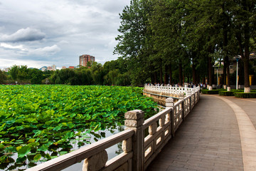 Fototapeta na wymiar Green lake in Kunming, capital of Yunnan province of China