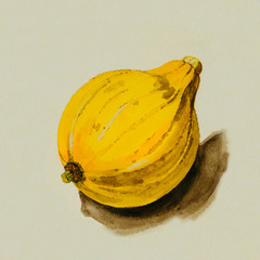 手描き　かぼちゃの水彩画