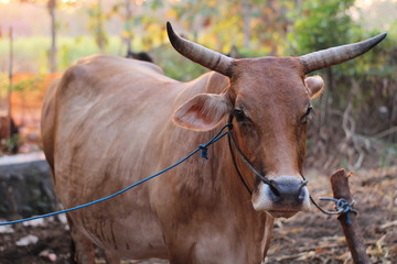 The Bali cattle