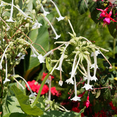 Nicotiana sylvestris | Le tabac sylvestre ou tabac géant