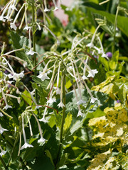 Nicotiana sylvestris | Le tabac sylvestre ou tabac géant