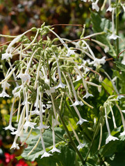 Nicotiana sylvestris | Le tabac sylvestre ou tabac géant, un tabac d'ornement aux fleurs blanches à longue tige retombantes
