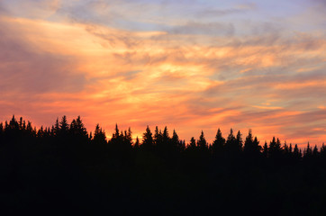 Silhouettes of trees and crimson sunset