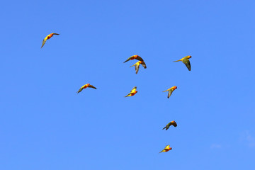 Colorful parrots flying in the sky. Freedom concept