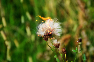 White Dandelion Burning In Fire