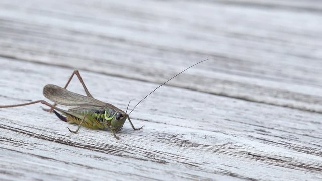 long horned Grasshopper sitting on wood