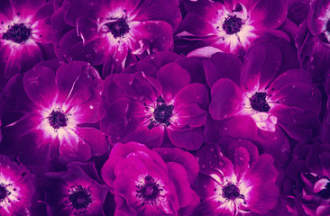 Fresh garden roses with water drops as beautiful nature background.