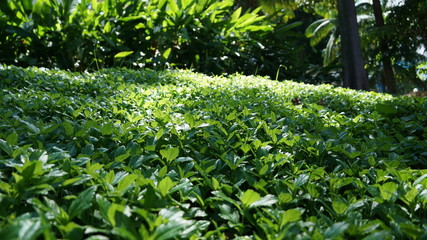 green plants in the garden in singapore
