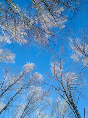 Vertical photo of top of winter trees from low perspective and blue sky in background. Concepts: frost, winter, cold. Copyspace for text