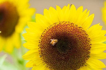 ひまわりの蜜を集めるミツバチ　蜜蜂　8月　真夏　奈良　馬見丘陵公園　イベント