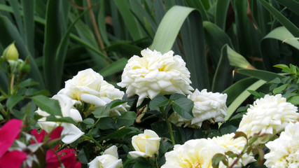 White rose in flowerbed in summer garden