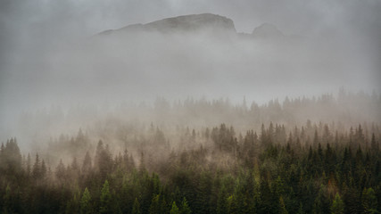 morning mist in the forest and mountain in background, dolomites
