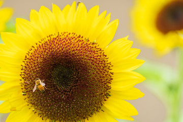 ひまわりの蜜を集めるミツバチ　蜜蜂　8月　真夏　奈良　馬見丘陵公園　イベント