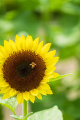 Fototapeta premium ひまわりの蜜を集めるミツバチ 蜜蜂 8月 真夏 奈良 馬見丘陵公園 イベント