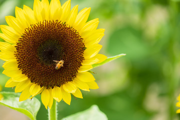 Fototapeta premium ひまわりの蜜を集めるミツバチ 蜜蜂 8月 真夏 奈良 馬見丘陵公園 イベント