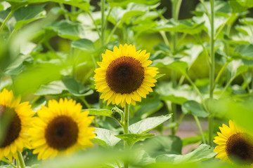 Obraz premium 馬見丘陵公園のひまわり畑 向日葵 真夏 8月 イメージ