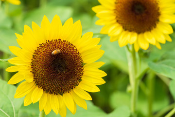 ひまわりの蜜を集めるミツバチ　蜜蜂　8月　真夏　奈良　馬見丘陵公園　イベント