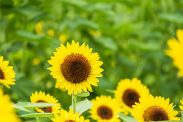 馬見丘陵公園のひまわり畑　向日葵　真夏　8月　イメージ