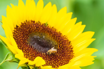 ひまわりの蜜を集めるミツバチ　蜜蜂　8月　真夏　奈良　馬見丘陵公園　イベント