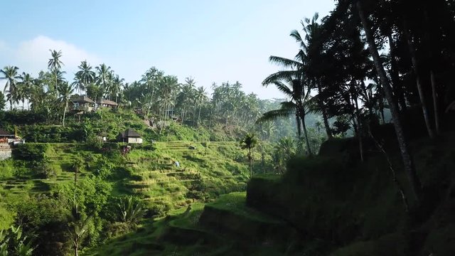 Drone shot going around a corner and revealing the beautiful Tegalalang Rice Terraces in Bali, Indonesia on a clear sunny morning.