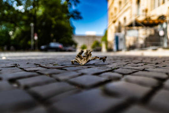Laubblatt auf Stra&szlig;enpflaster aus der Ameisenperspektive