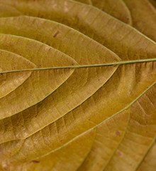 Gelbes Herbstblatt im Detail