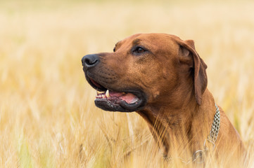 Portrait of cute Rhodesian Ridgeback puppy