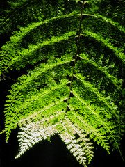 My first time Macro photography with flash and trigger.