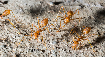 My first time Macro photography with flash and trigger.