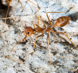 My first time Macro photography with flash and trigger.