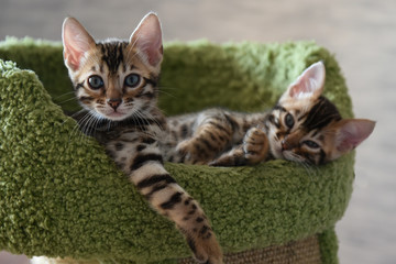 Relaxed Bengal kittens at home, indoors, beautiful