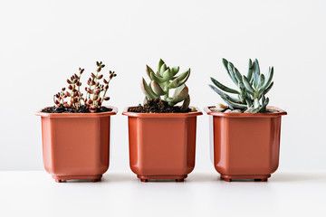 various cactus and succulent plants in  pots