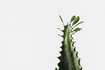 Close-up of a succulent against light grey background