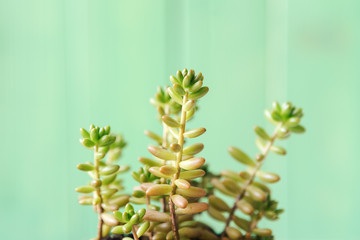 Close up view of a succulent against green wooden background