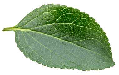 Plum leaves isolated
